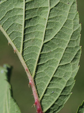 Rubus ignoratus