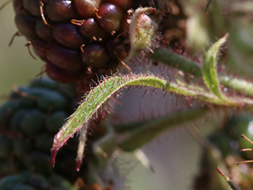 Rubus ignoratus