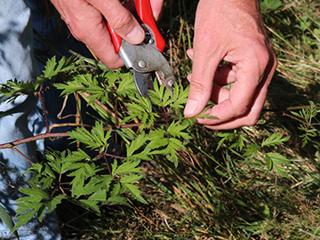 Rubus laciniatus