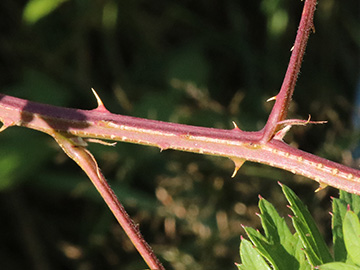 Rubus laciniatus