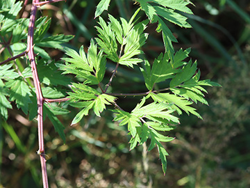 Rubus laciniatus
