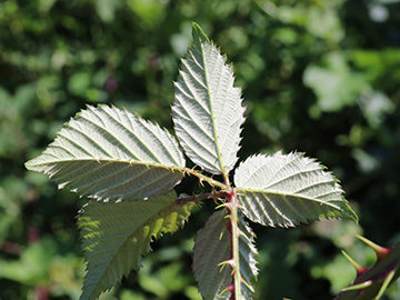 Rubus langei