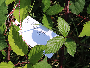 Rubus langei
