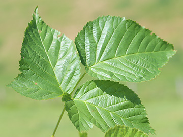 Rubus nessensis