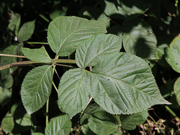 Rubus nessensis