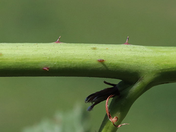 Rubus nessensis