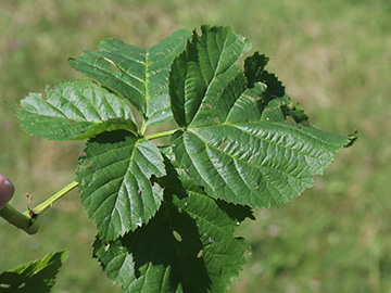 Rubus nessensis