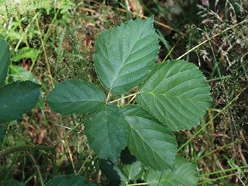 Rubus plicatus