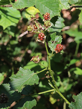 Rubus plicatus