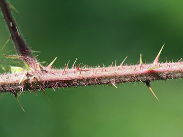 Rubus ser. Pallidi