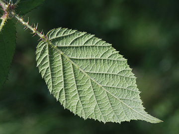 Rubus ser. Pallidi