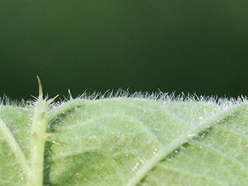 Rubus ser. Pallidi