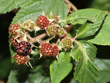 Rubus ser. Pallidi