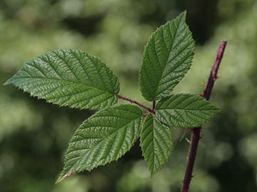 Rubus ser. Pallidi
