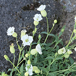 Silene uniflora