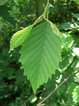 Alnus incana