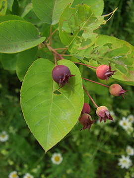 Amelanchier lamarckii