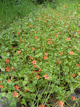 Anagallis arvensis