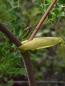 Angelica sylvestris