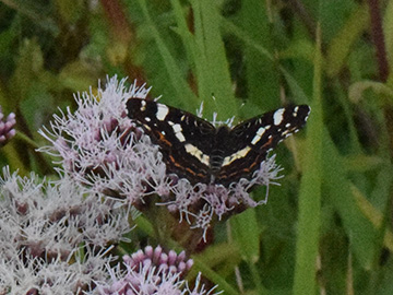Araschnia levana