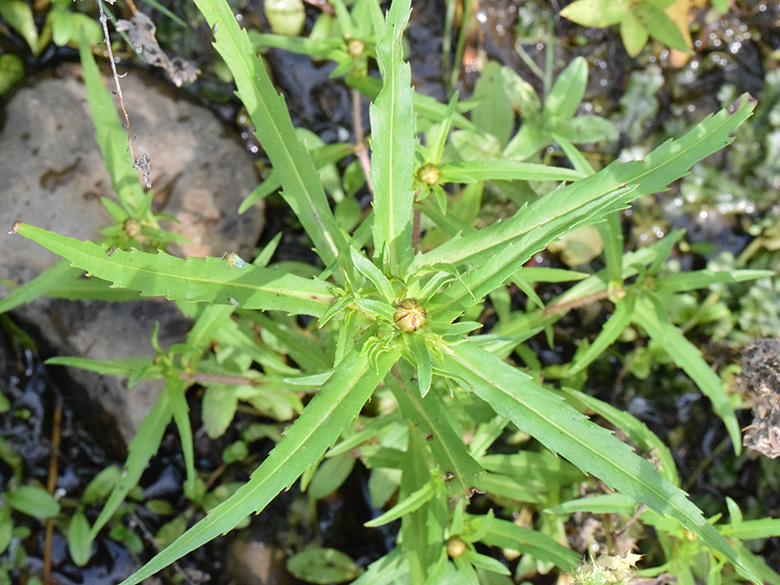 Bidens cernua