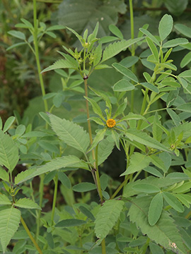 Bidens frondosa