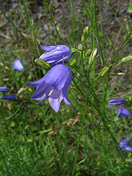 Campanula rotundifolia