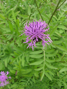 Centaurea scabiosa