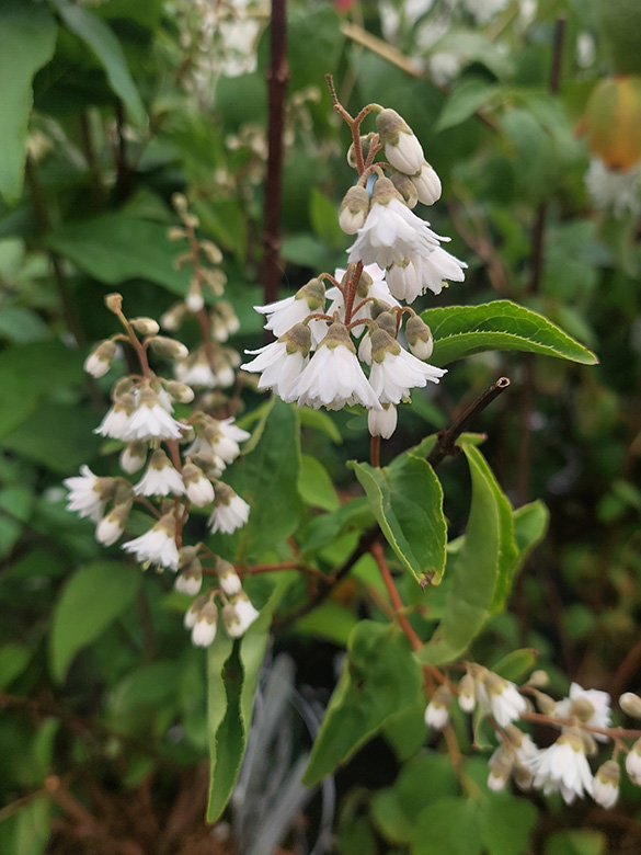 Deutzia scabra Plena
