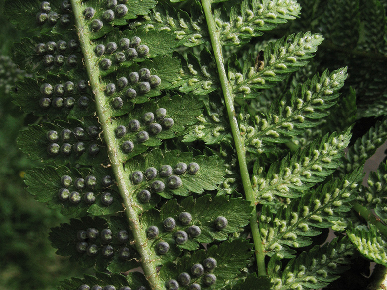 Dryopteris filix-mas