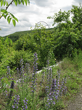 Echium vulgare