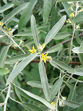 Elaeagnus angustifolia