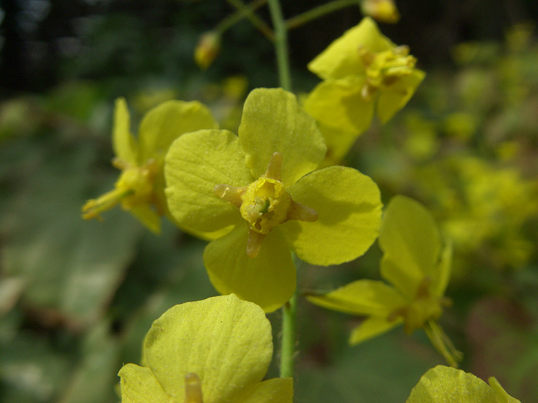 Epimedium pinnatum
