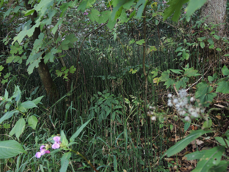 Equisetum hyemale