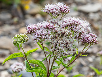 Eupatorium cannabinum