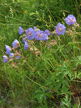 Geranium pratense