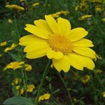 Glebionis segetum