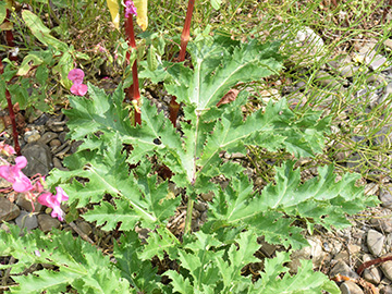 Heracleum mantegaazianum