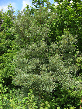 Hippophae rhamnoides