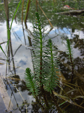 Hippuris vulgaris