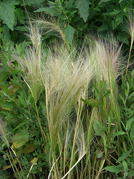 Hordeum jubatum