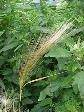 Hordeum jubatum