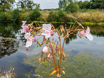 Impatiens glandulifera