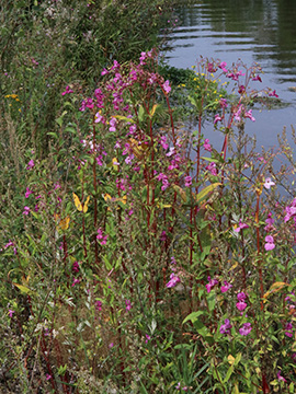 Impatiens glandulifera