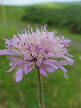 Knautia arvensis