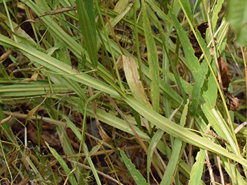 Lathyrus sylvestris