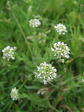 Lepidium campestre