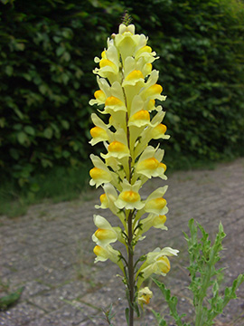Linaria vulgaris