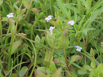 Lindernia dubia