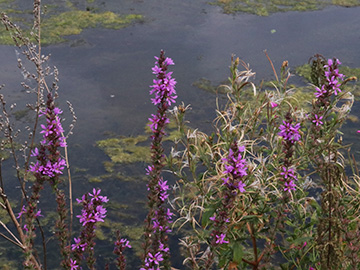 Lythrum salicaria